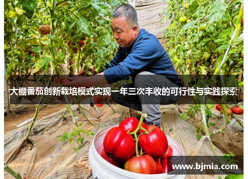 大棚番茄创新栽培模式实现一年三次丰收的可行性与实践探索