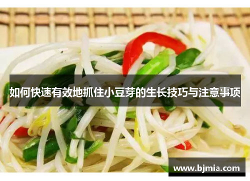 如何快速有效地抓住小豆芽的生长技巧与注意事项
